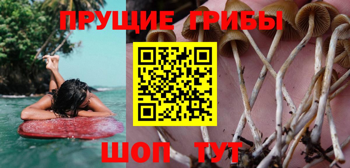 Псилоцибиновые грибы Psilocybe Вичуга